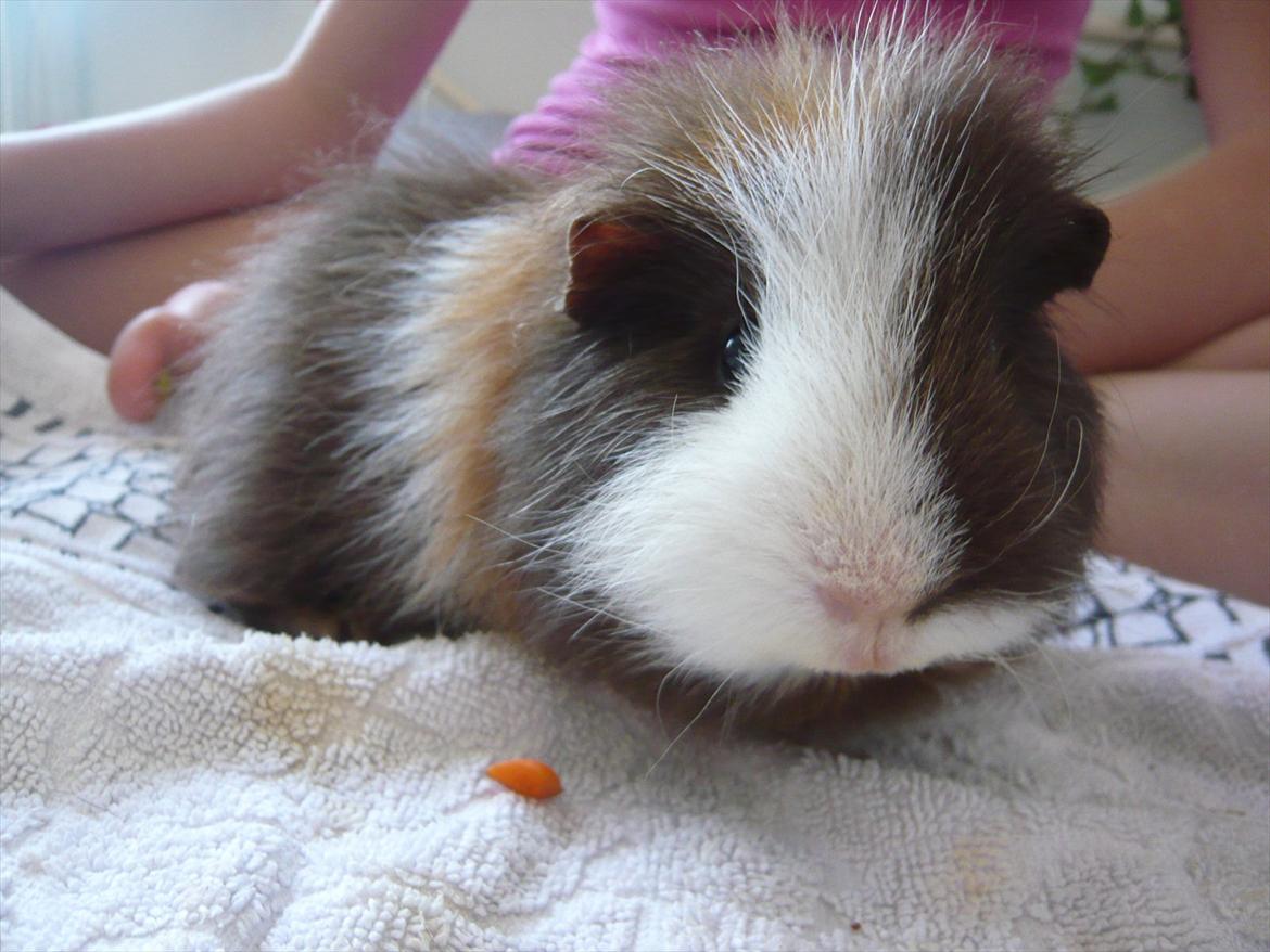 Marsvin Nuttede Nugi billede 10