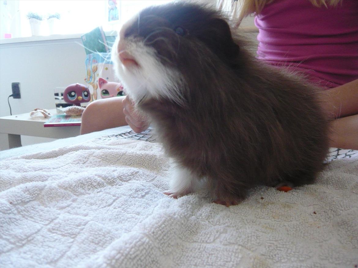 Marsvin Nuttede Nugi billede 11