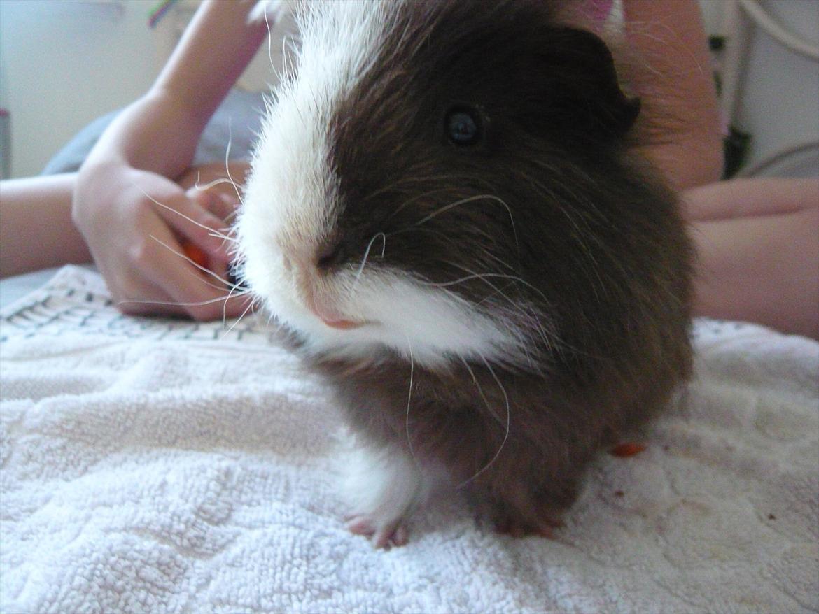 Marsvin Nuttede Nugi billede 12