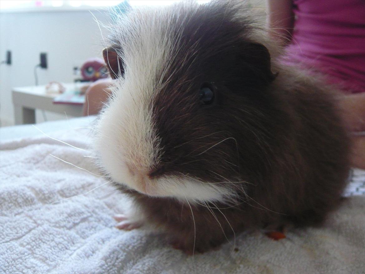 Marsvin Nuttede Nugi billede 13