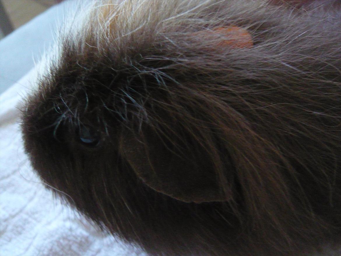 Marsvin Nuttede Nugi billede 14