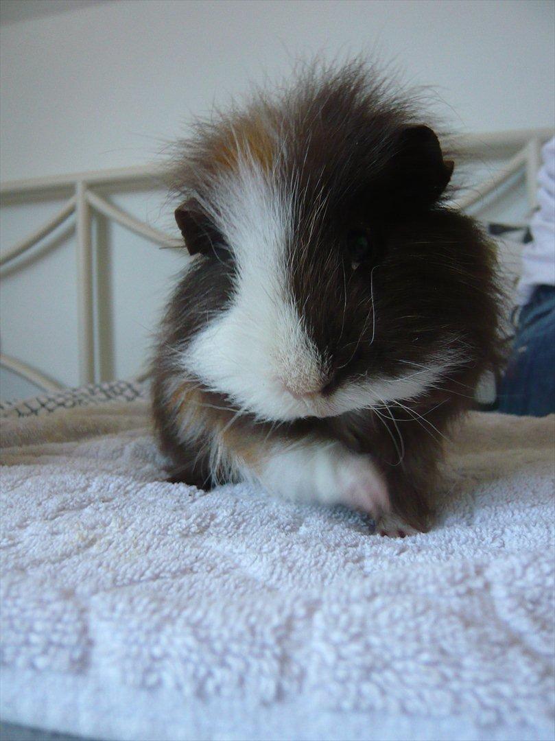 Marsvin Nuttede Nugi billede 15