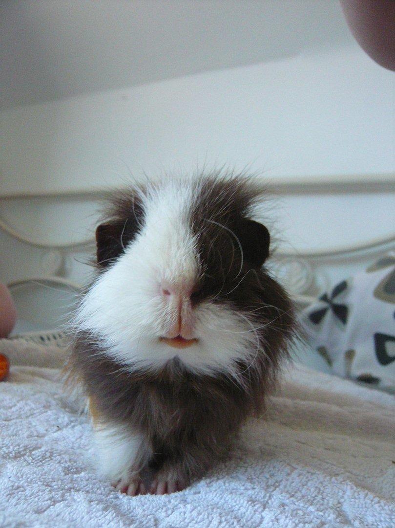 Marsvin Nuttede Nugi billede 16