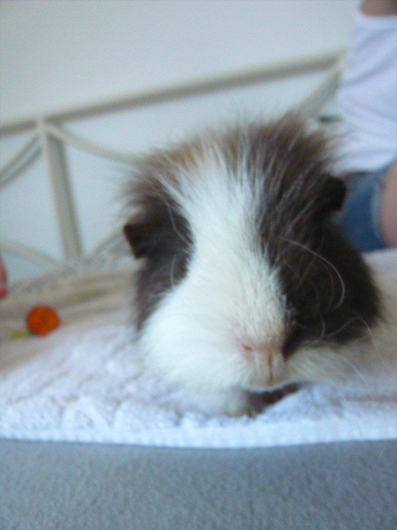 Marsvin Nuttede Nugi billede 17