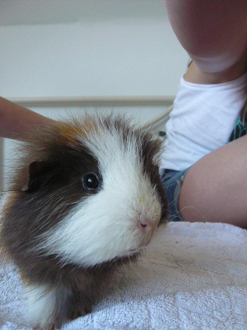 Marsvin Nuttede Nugi billede 18