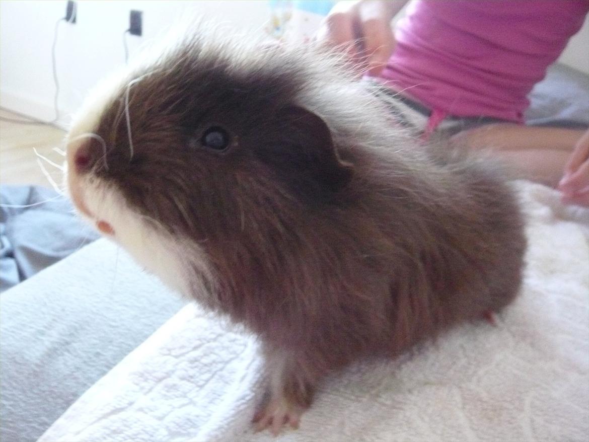 Marsvin Nuttede Nugi billede 19