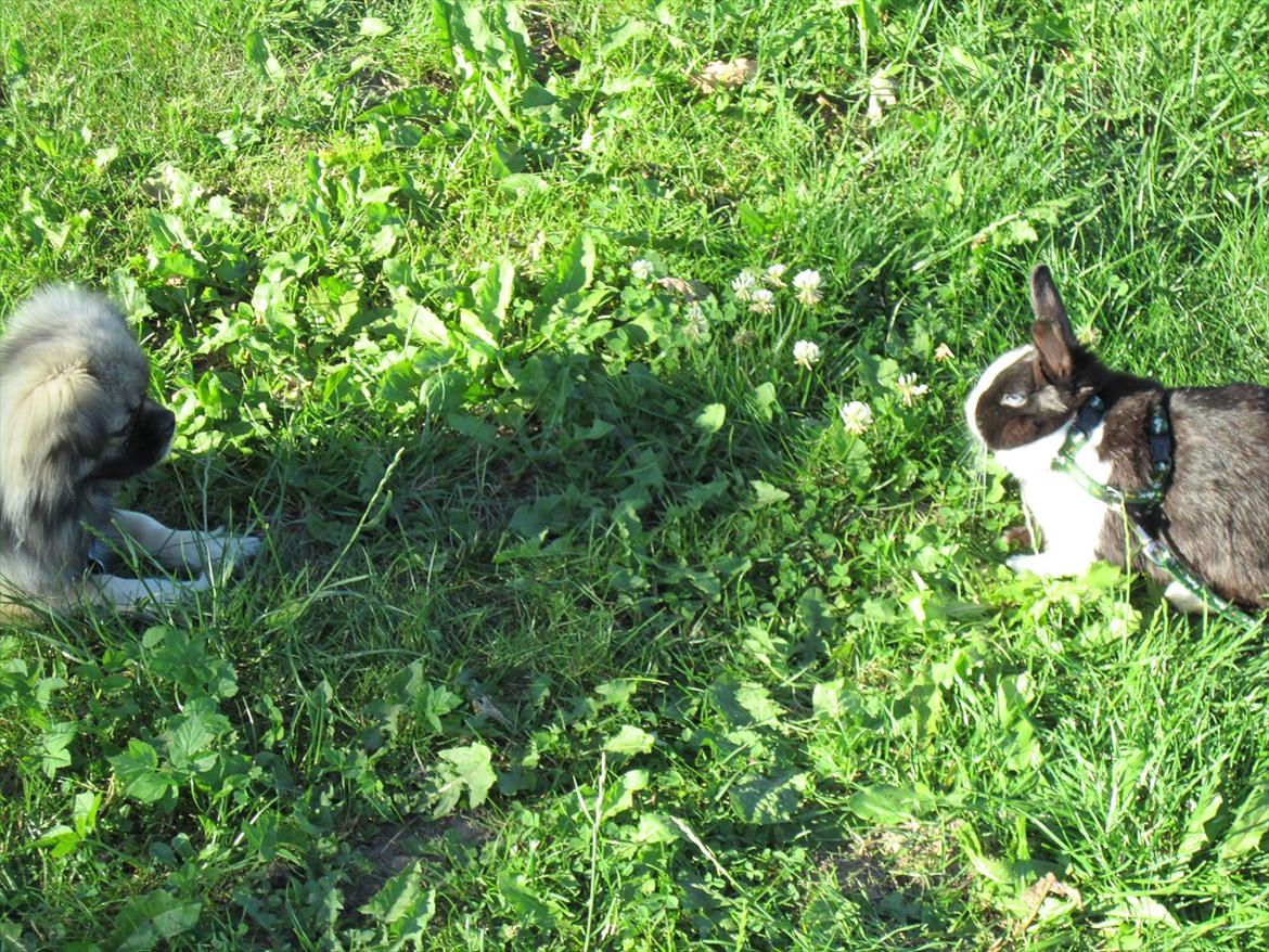 Kanin Holly Hermelin billede 4