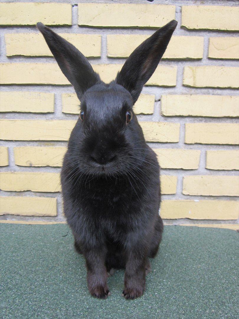 Kanin Clausen's Kiwi - Billede af: Pernille Dahl Nielsen billede 1