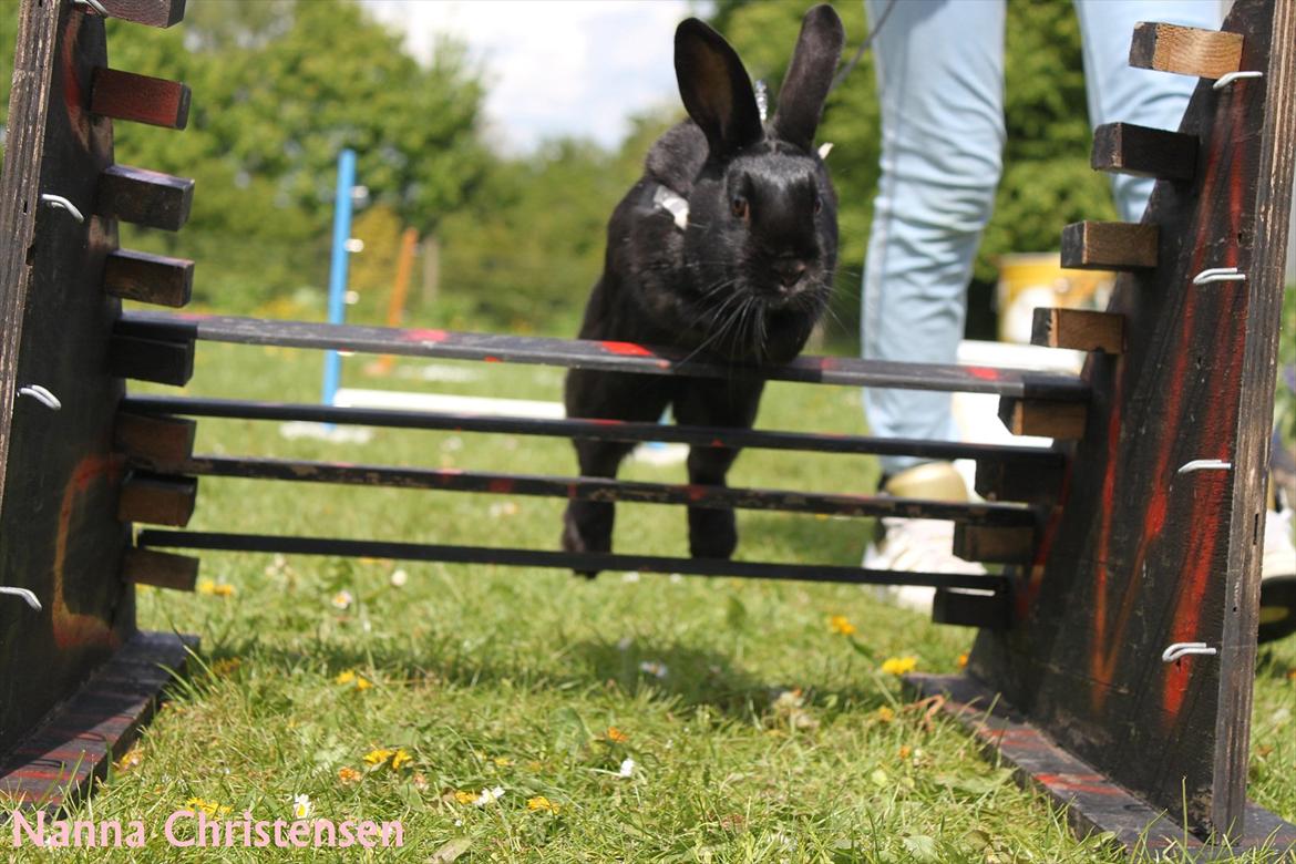 Kanin Clausen's Kiwi - Billede af: Nanna Gundorf Christensen billede 2