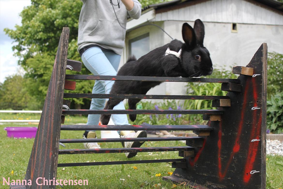 Kanin Clausen's Kiwi - Billede af: Nanna Gundorf Christensen billede 3