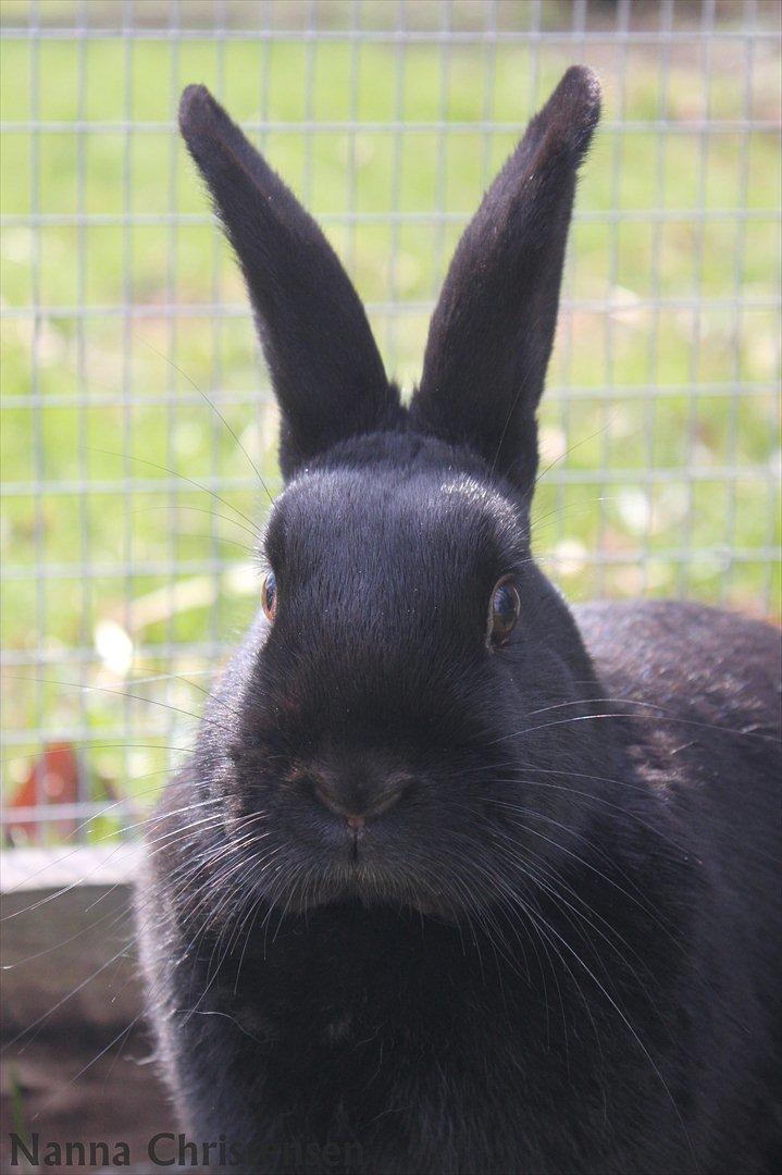 Kanin Clausen's Kiwi - Billede af: Nanna Gundorf Christensen billede 4