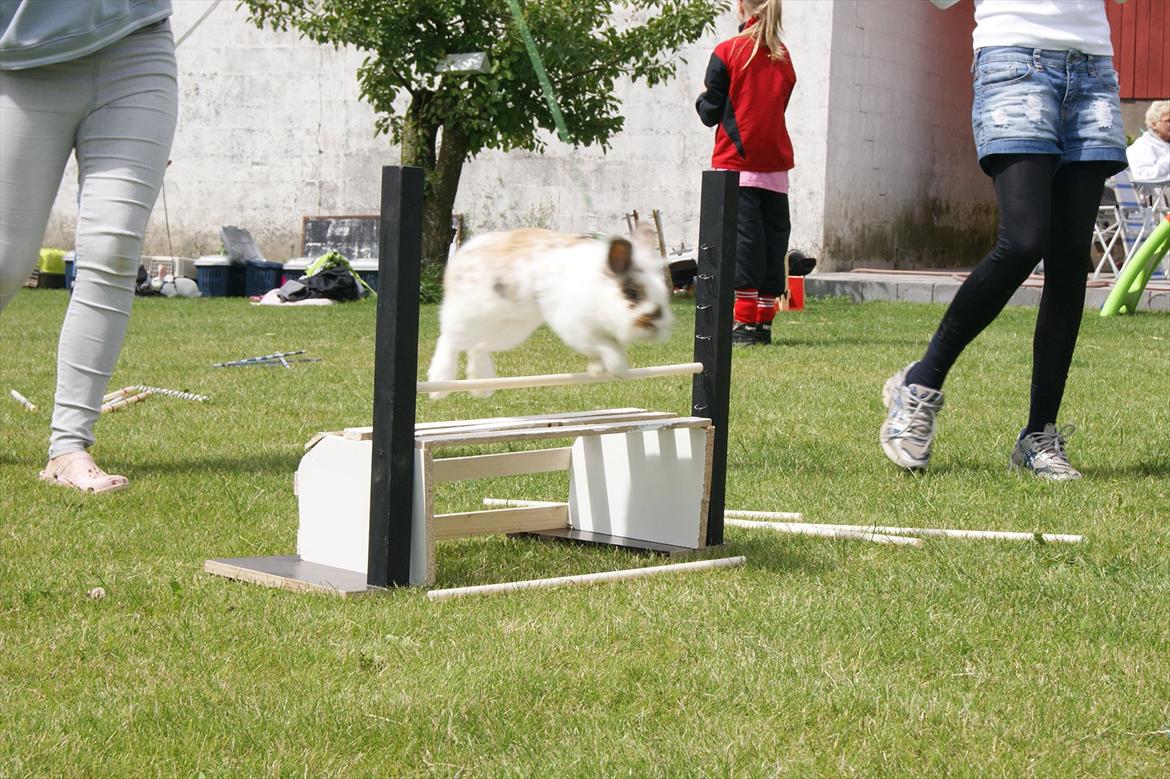 Kanin Nalle billede 8