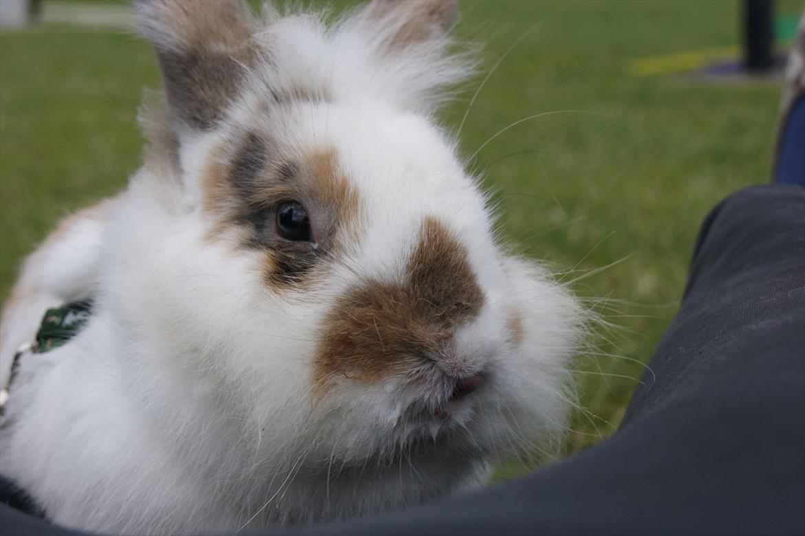 Kanin Nalle billede 9