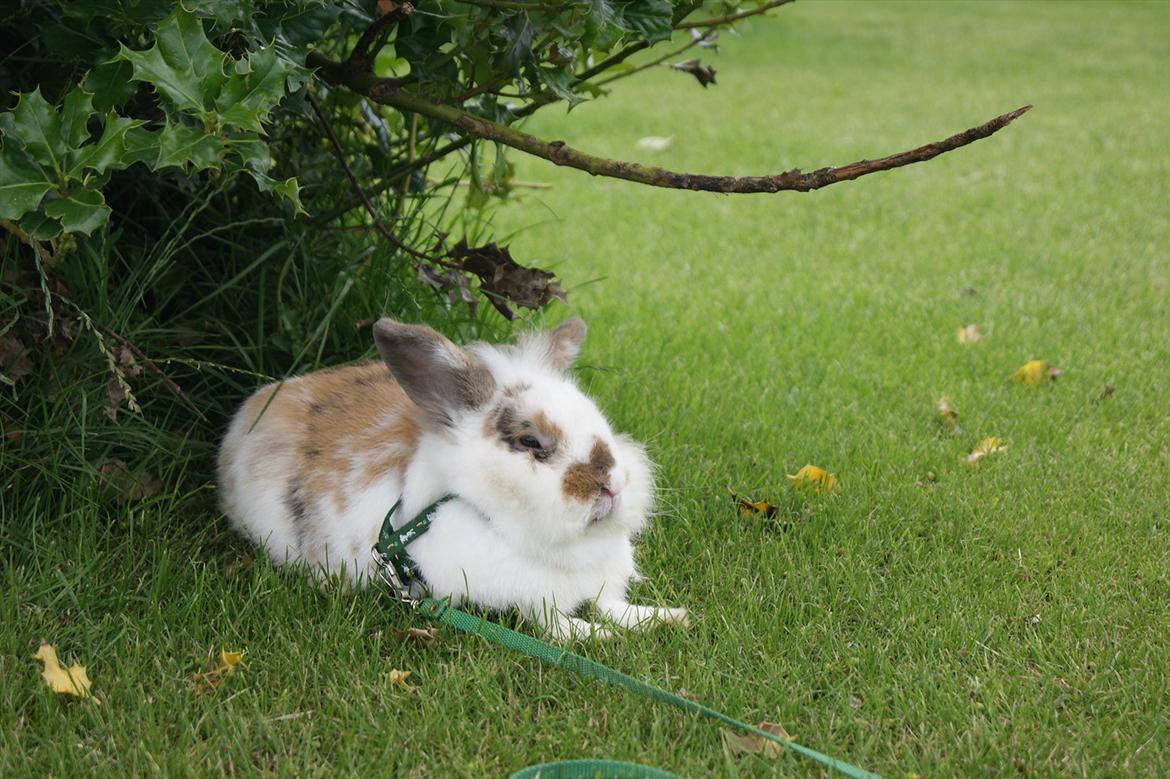 Kanin Nalle billede 10