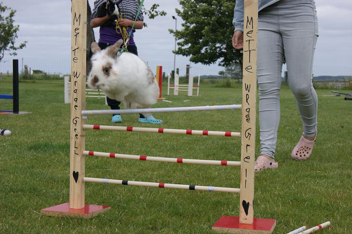 Kanin Nalle billede 11