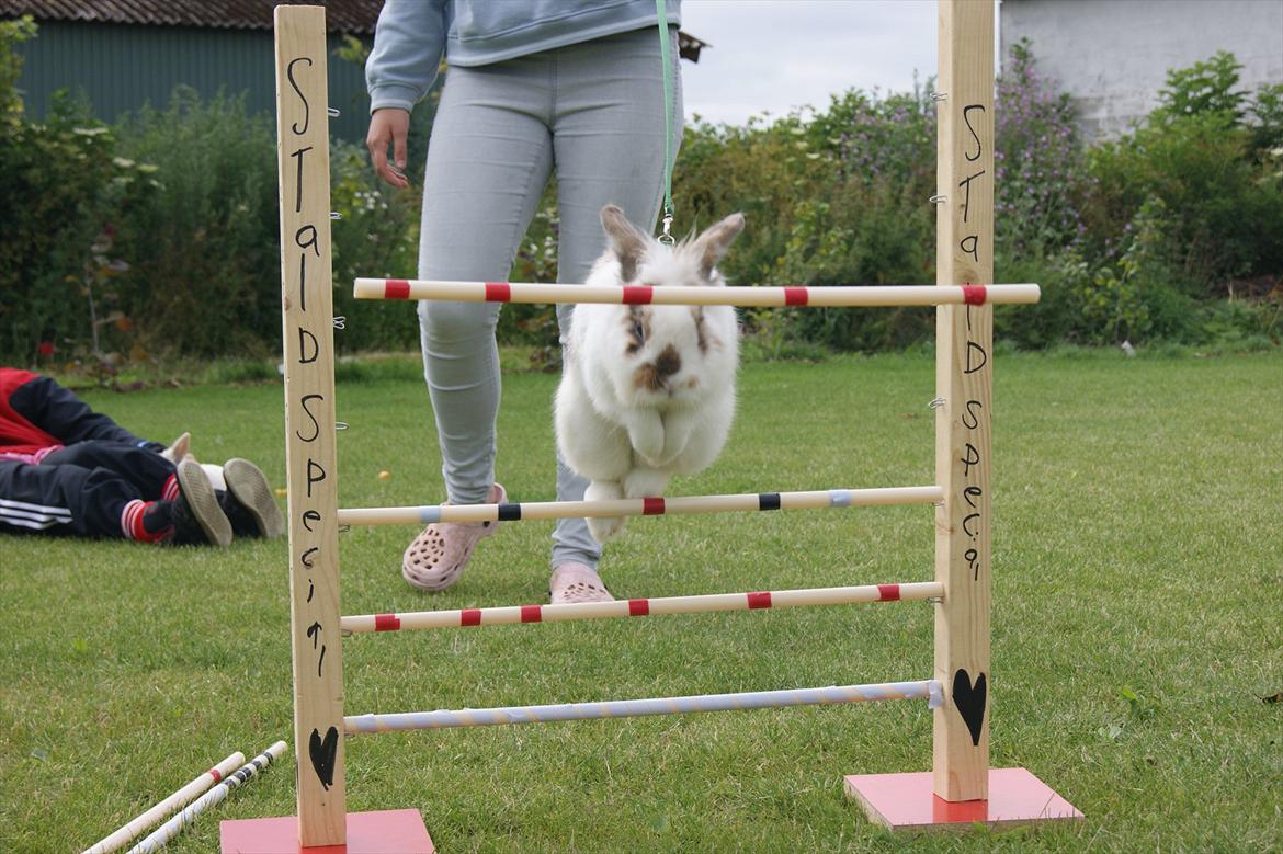 Kanin Nalle billede 12