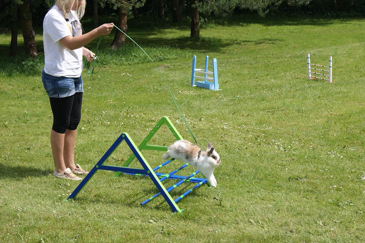 Kanin Nalle billede 13