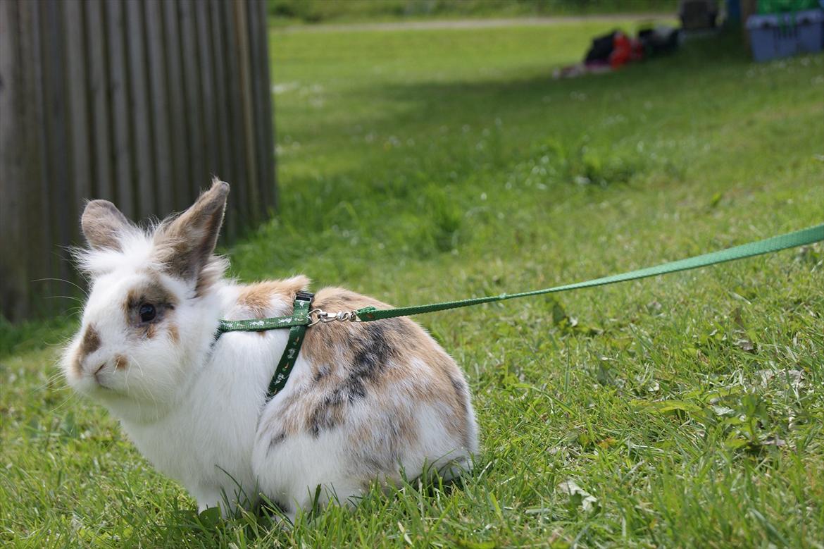 Kanin Nalle billede 14