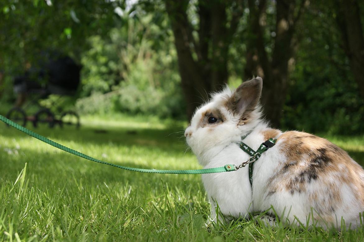 Kanin Nalle billede 15