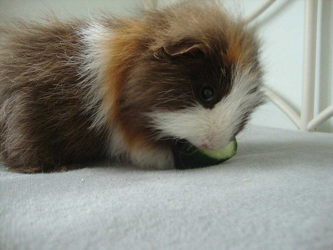 Marsvin Nuttede Nugi billede 20