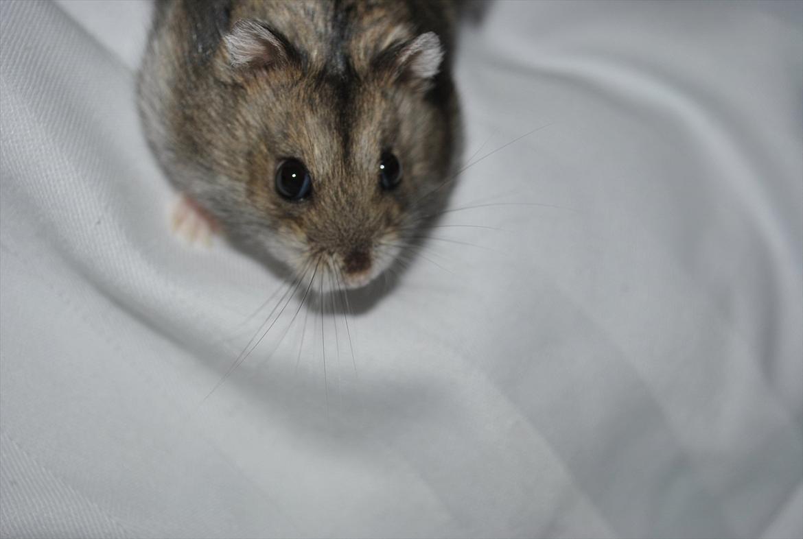 Dværghamster Milo (Tykkemusen) R.I.P billede 7