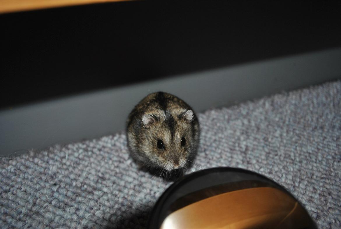 Dværghamster Milo (Tykkemusen) R.I.P billede 5