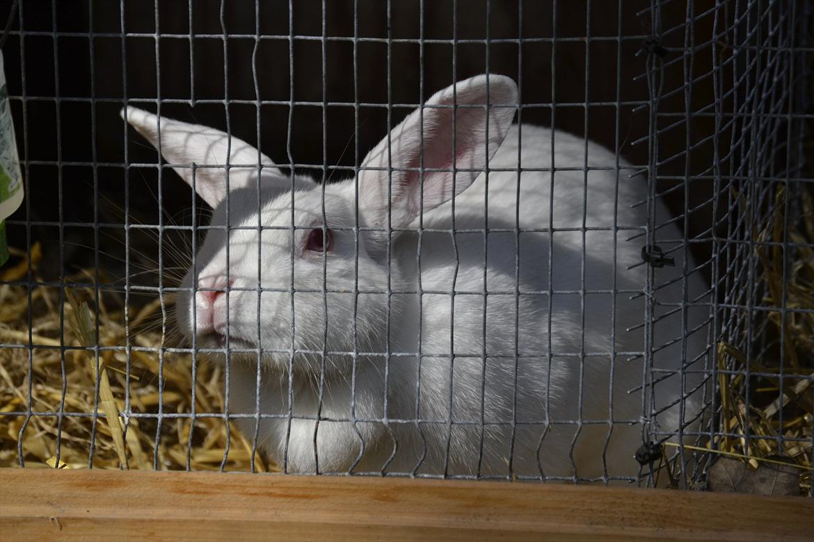 Kanin Snehvide<3 - Du er bare lidt for dejlig;)<3 billede 1