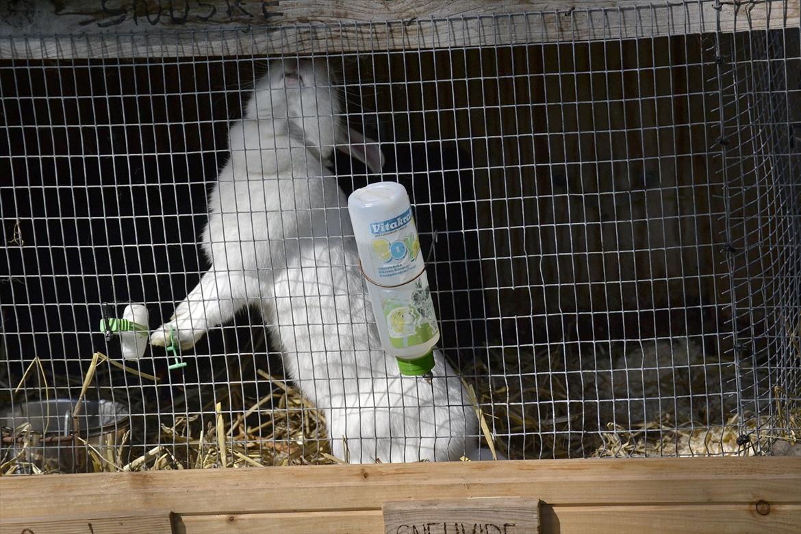 Kanin Snehvide<3 - "Åben NUUUU Moar!" billede 19