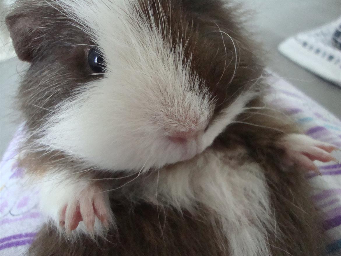 Marsvin Nuttede Nugi billede 2