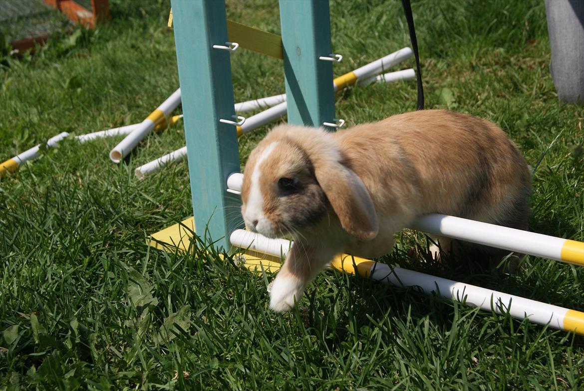 Kanin |DV| Aras´ Piccoli - Smukke springer 10 cm :* Vi glæderos til han bliver lidt ældre så vi kan begynde at springe højre ;D billede 8