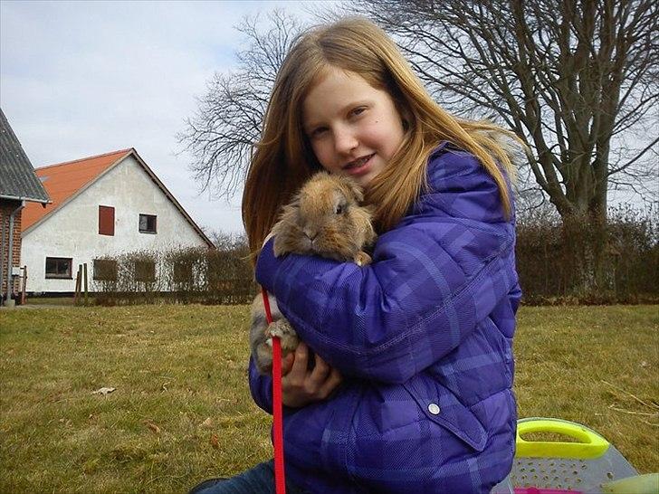 Kanin Pjuske billede 4