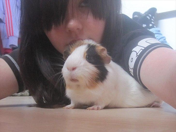 Marsvin Charlie - Søde Charlie og jeg :-) billede 9