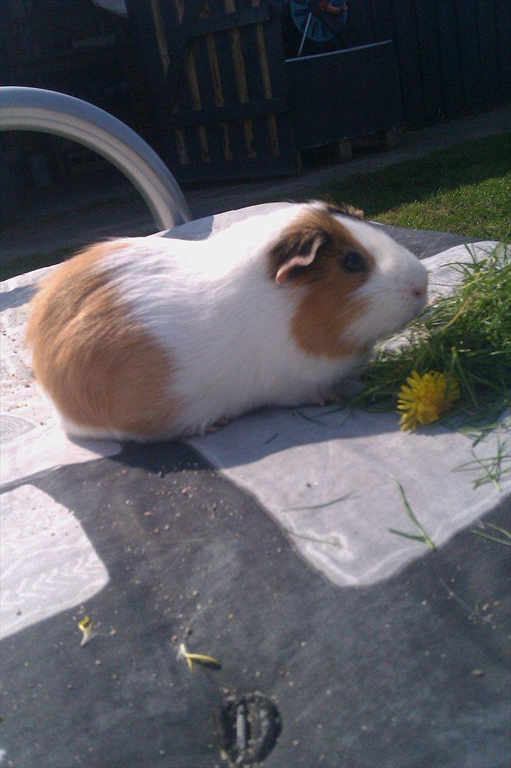 Marsvin Charlie - Charlie hygger på min gamle seng udenfor i solen :-) billede 10
