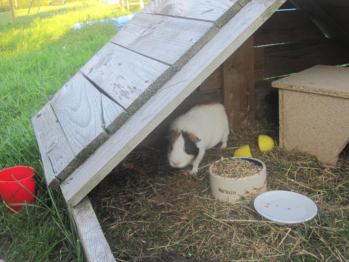 Marsvin Charlie - Charlie i det store ude bur :-) billede 11