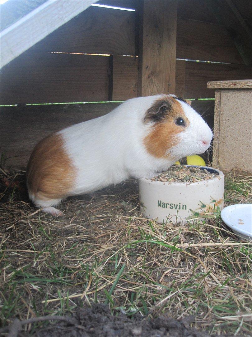 Marsvin Charlie - Charlie i det store ude bur :-) billede 12