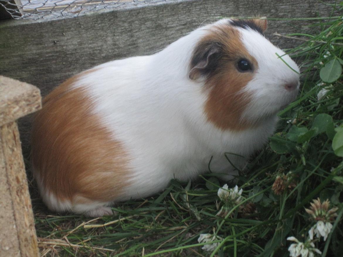 Marsvin Charlie - Charlie i det store ude bur :-) billede 13