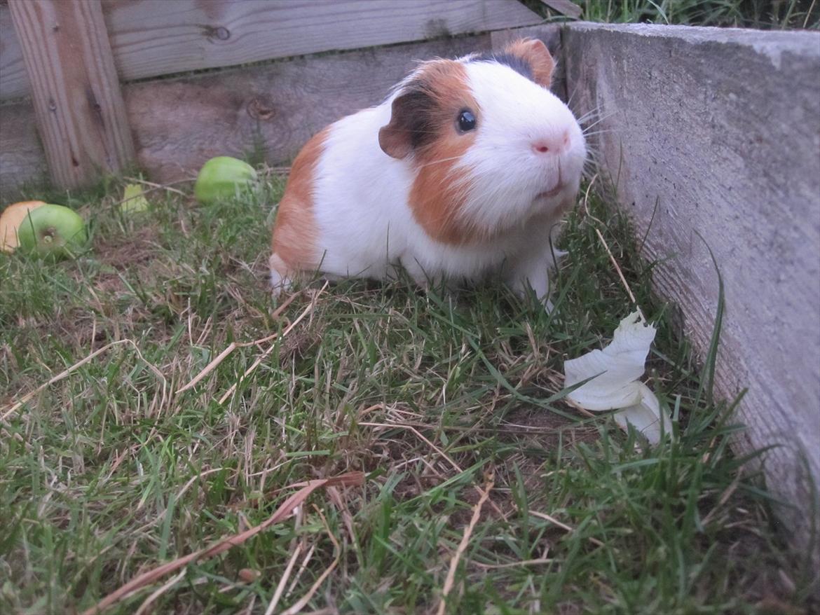 Marsvin Charlie - Charlie er nysgerrig, ude i det store ude bur :-) billede 14