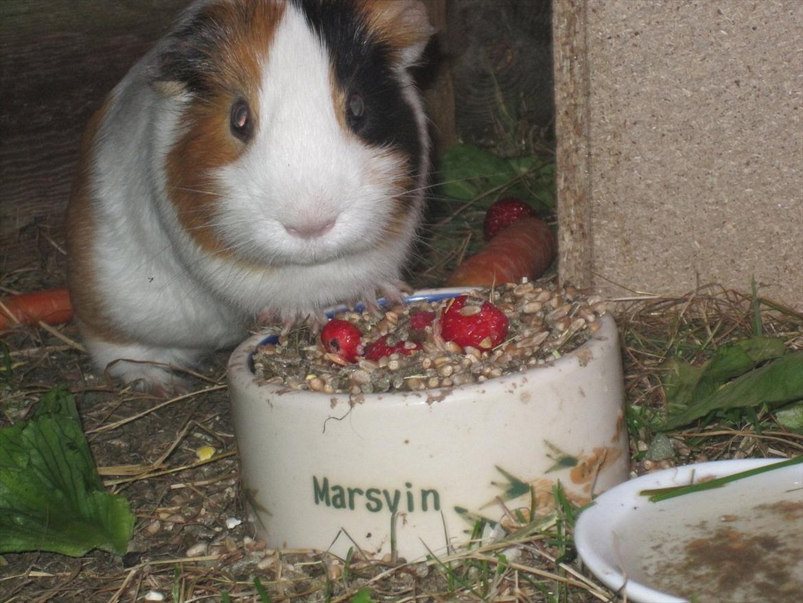 Marsvin Charlie - Charlie spiser, i det store ude bur :-) billede 15
