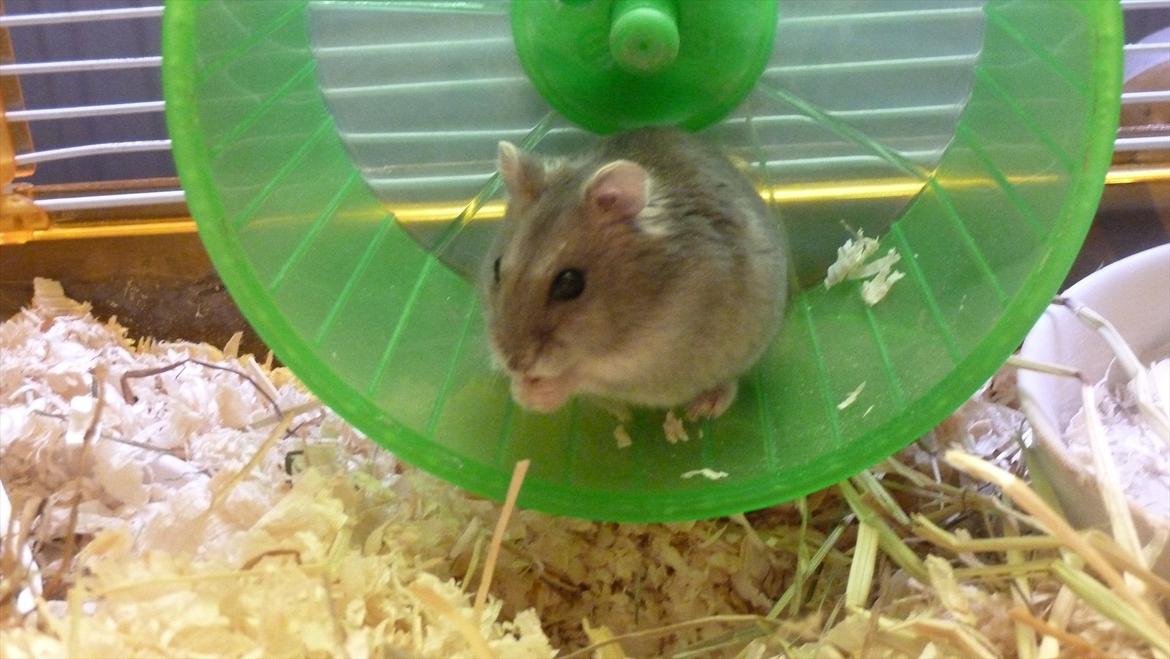 Dværghamster Molly billede 1