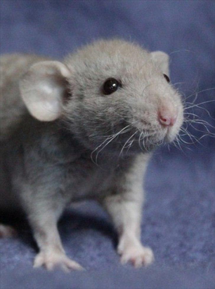 Tamrotte KungFu Indigo billede 1