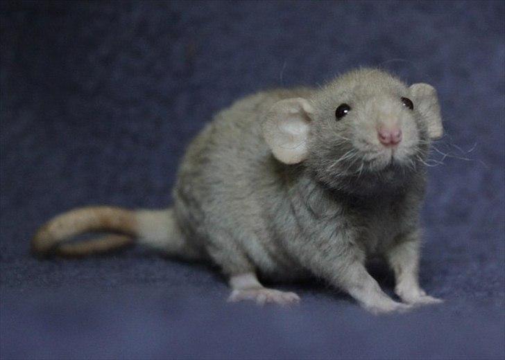 Tamrotte KungFu Indigo billede 2