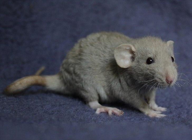 Tamrotte KungFu Indigo billede 3