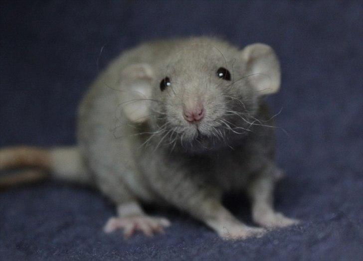 Tamrotte KungFu Indigo billede 4