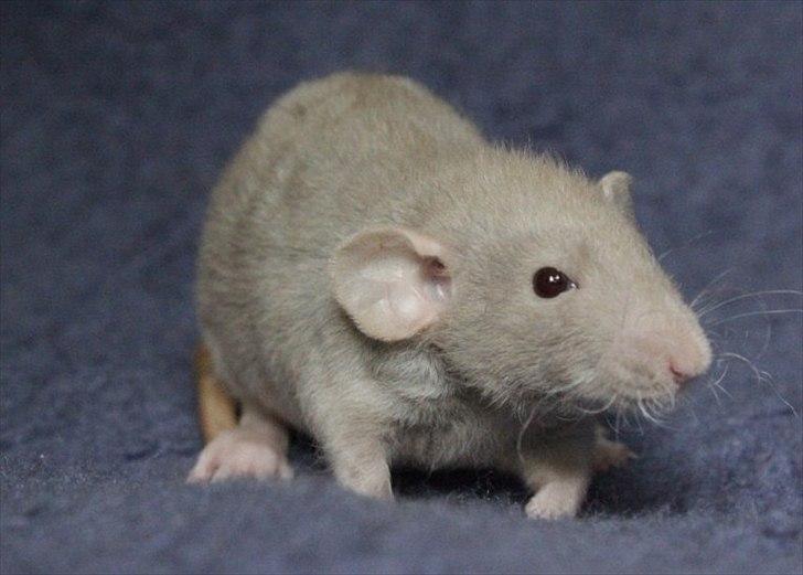 Tamrotte KungFu Indigo billede 5