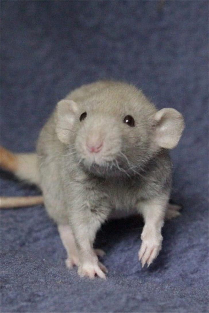 Tamrotte KungFu Indigo billede 6