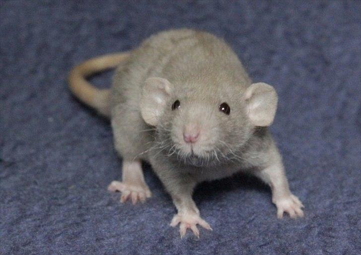 Tamrotte KungFu Indigo billede 7