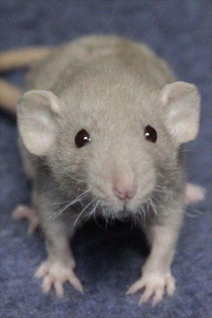 Tamrotte KungFu Indigo billede 8