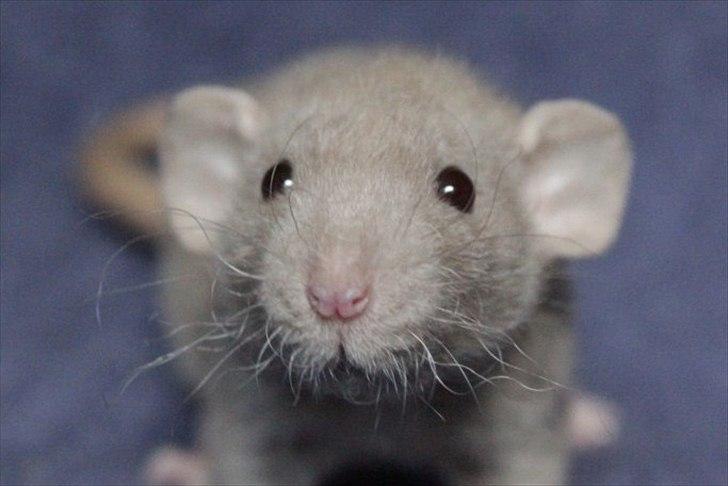 Tamrotte KungFu Indigo billede 9