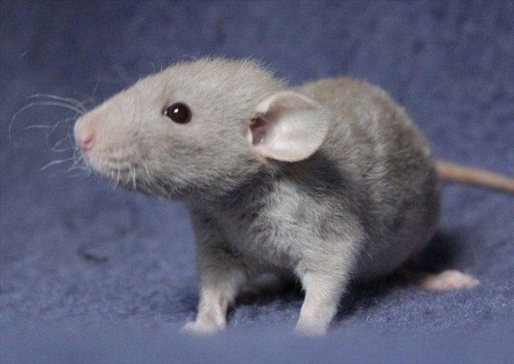 Tamrotte KungFu Indigo billede 10