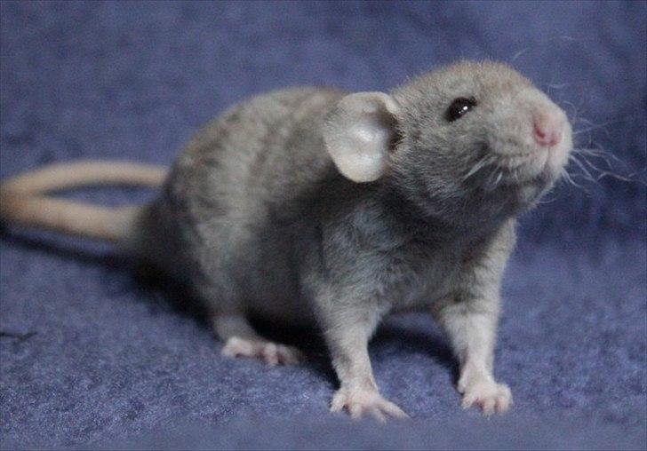 Tamrotte KungFu Indigo billede 11